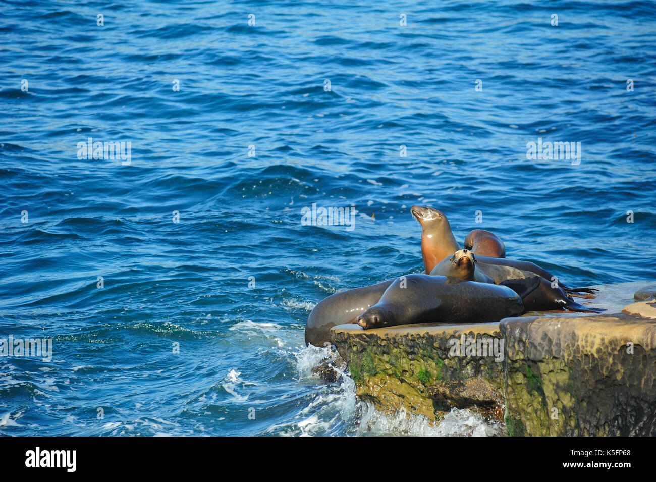 Le guarnizioni di tenuta di San Diego, California, Stati Uniti d'America. Foto Stock
