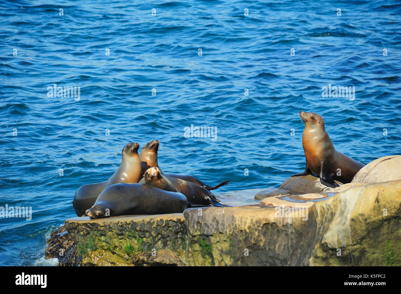 Le guarnizioni di tenuta di San Diego, California, Stati Uniti d'America. Foto Stock