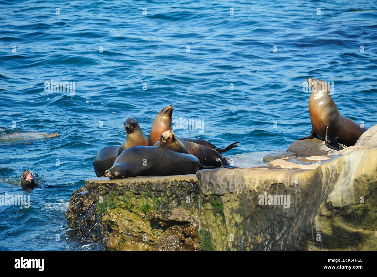 Le guarnizioni di tenuta di San Diego, California, Stati Uniti d'America. Foto Stock