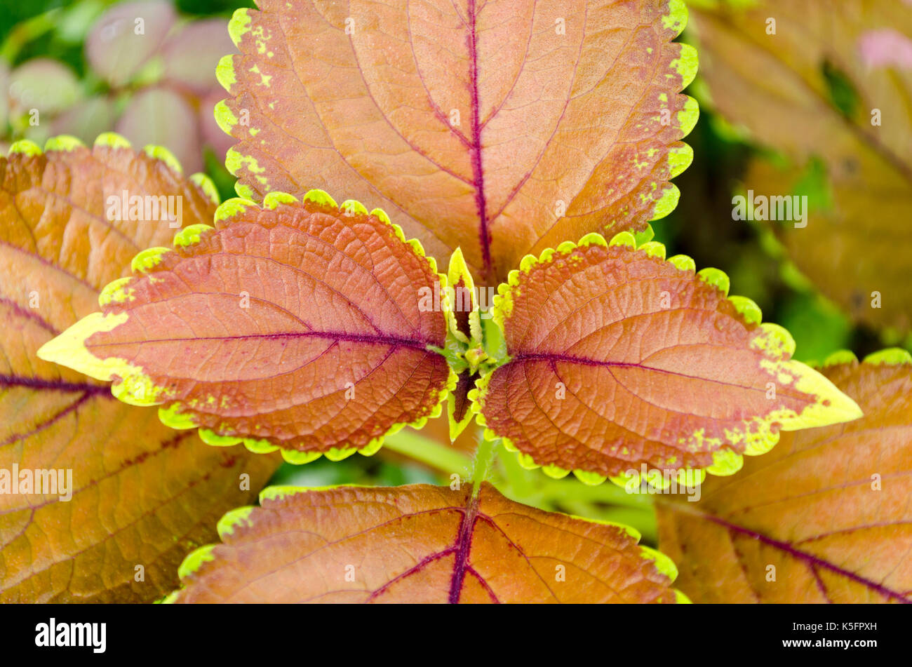 La natura del regime di colore sul display. vibrante foglie multicolori in un viola, marrone e verde combinazione di colore nel giardino. Foto Stock