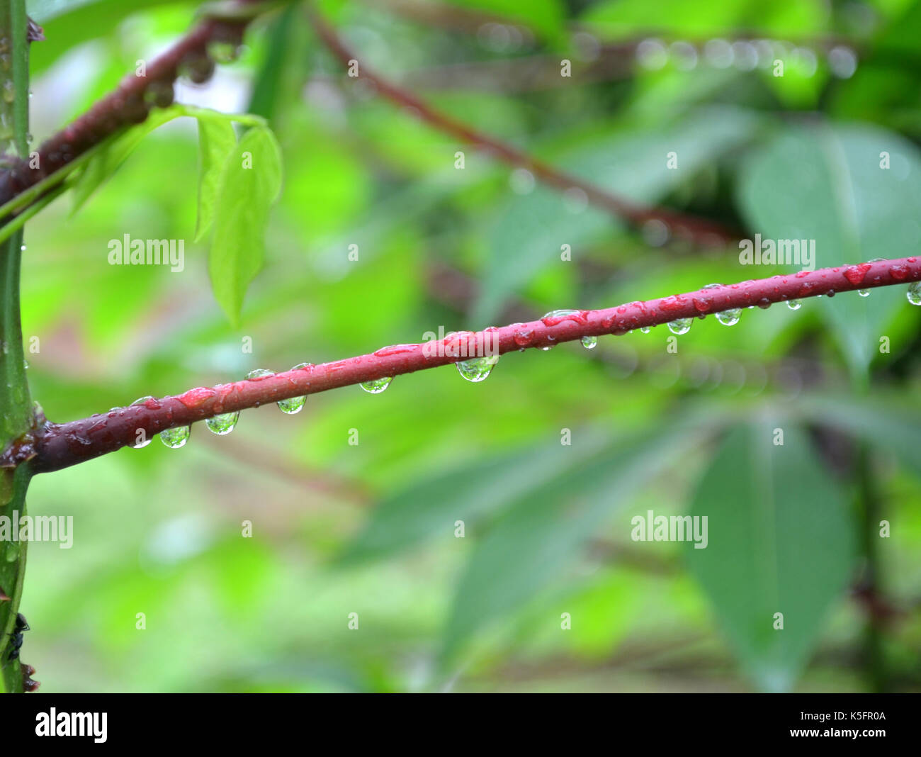 Luccicanti gocce di rugiada appesa una bella viola lo stelo a destra dopo le piogge con uno sfondo verde in giardino. Foto Stock