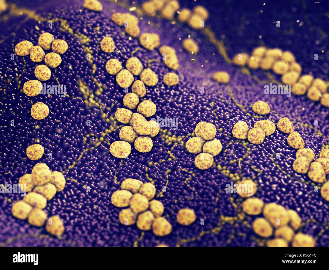 Colonia di staphylococcus aureus batteri che causano infezioni della pelle , resistenti agli antibiotici malattie infettive Foto Stock