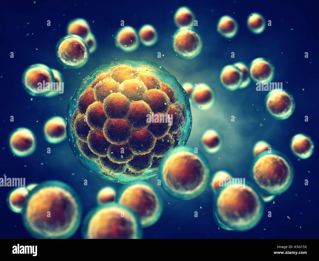 Una morula è una fase precoce embrione costituito da celle , la ricerca  sulle cellule staminali e il trattamento Foto stock - Alamy