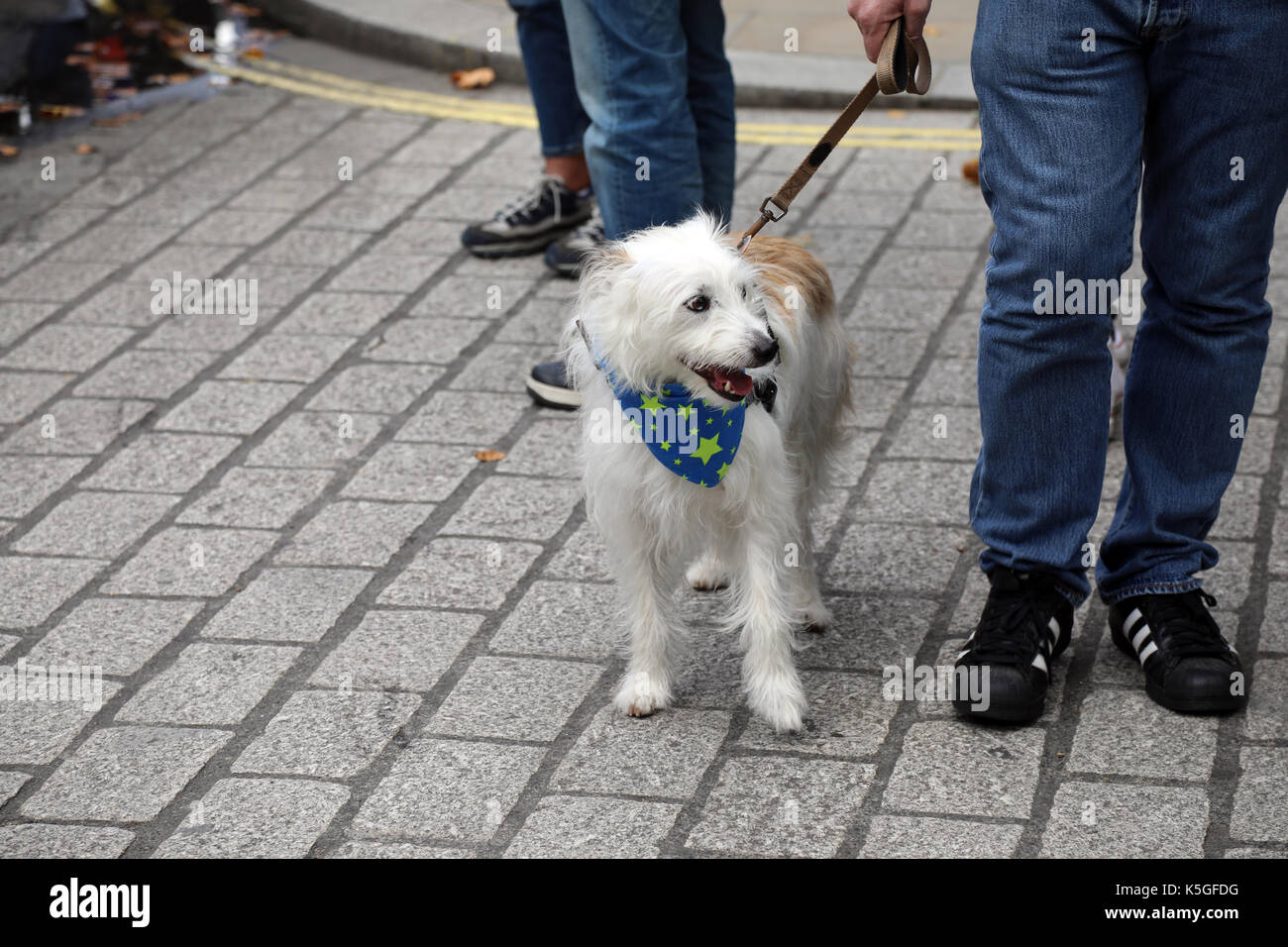 Londra, Regno Unito. Il 9 settembre, 2017. Un cane indossa un fazzoletto decorate con stelle dell'UE, durante il popolo del marzo per l'Europa, un anti-Brexit rally, il 9 settembre 2017 Credit: Dominic Dudley/Alamy Live News Foto Stock