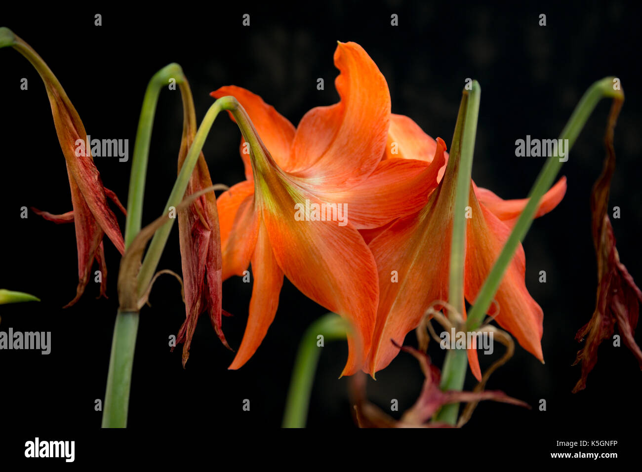 Asuncion in Paraguay. 9 Sep, 2017. Calda giornata di sole in Asuncion con temperature intorno ai 37°C come amaryllis lily (Hippeastrum puniceum) arancione i fiori sbocciano nella mezza ombra nel cortile, Asunción, Paraguay. Hippeastrum puniceum è una pianta perenne nativa per le regioni tropicali del Sud America e che prospera bene in un clima caldo. Credito: Andre M. Chang/ARDUOPRESS/Alamy Live News Foto Stock