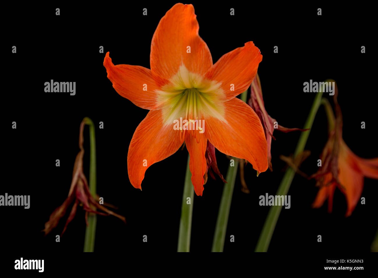 Asuncion in Paraguay. 9 Sep, 2017. Calda giornata di sole in Asuncion con temperature intorno ai 37°C come amaryllis lily (Hippeastrum puniceum) arancione i fiori sbocciano nella mezza ombra nel cortile, Asunción, Paraguay. Hippeastrum puniceum è una pianta perenne nativa per le regioni tropicali del Sud America e che prospera bene in un clima caldo. Credito: Andre M. Chang/ARDUOPRESS/Alamy Live News Foto Stock