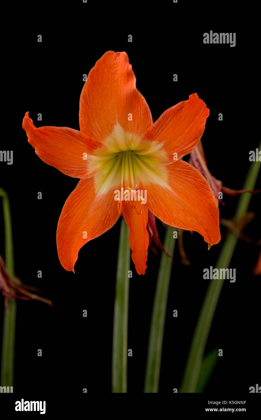 Asuncion in Paraguay. 9 Sep, 2017. Calda giornata di sole in Asuncion con temperature intorno ai 37°C come amaryllis lily (Hippeastrum puniceum) arancione i fiori sbocciano nella mezza ombra nel cortile, Asunción, Paraguay. Hippeastrum puniceum è una pianta perenne nativa per le regioni tropicali del Sud America e che prospera bene in un clima caldo. Credito: Andre M. Chang/ARDUOPRESS/Alamy Live News Foto Stock