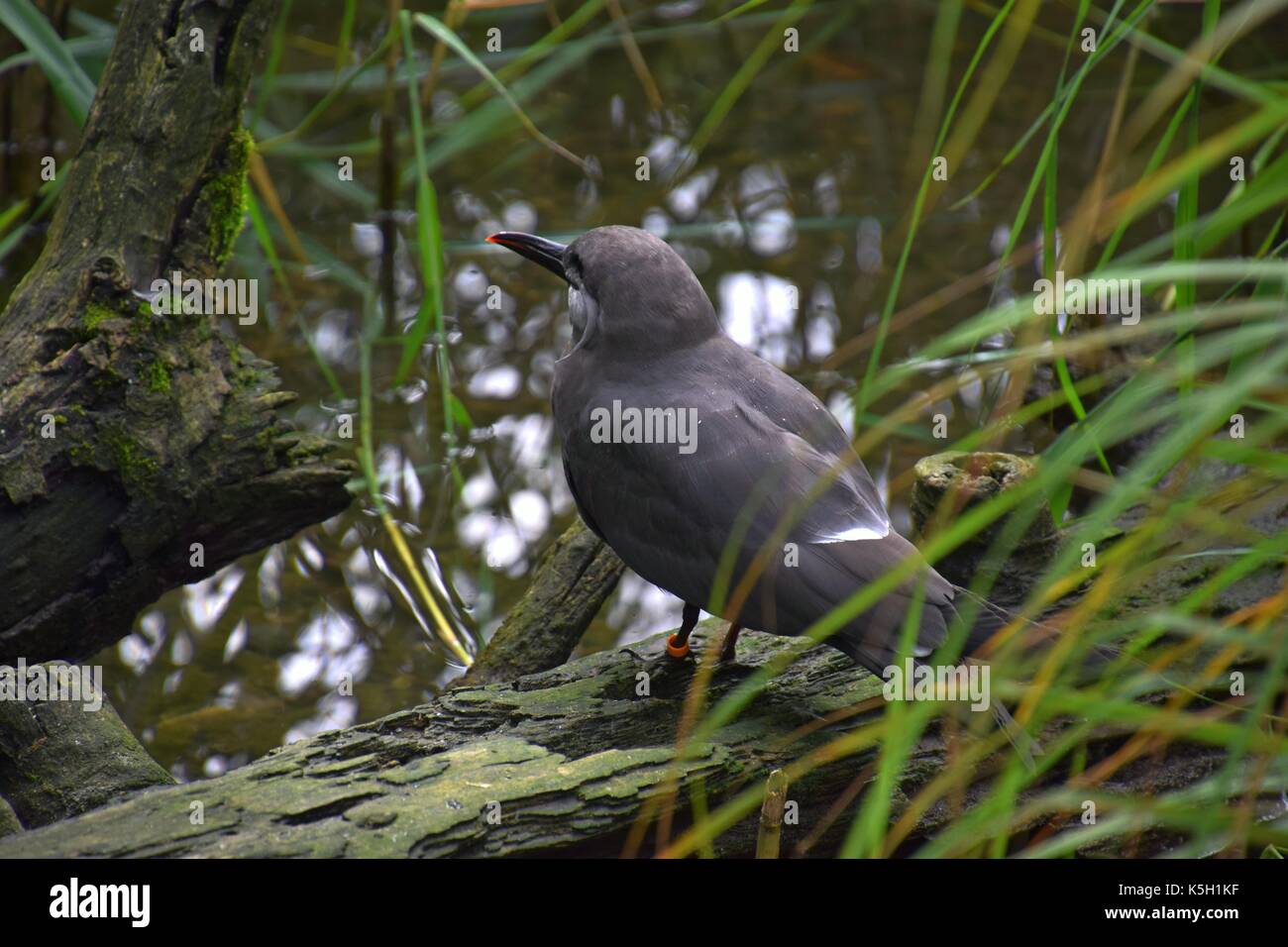 Femmina di una larosterna inca ad un ruscello, Larosterna in piedi su un albero, terna Inca Foto Stock