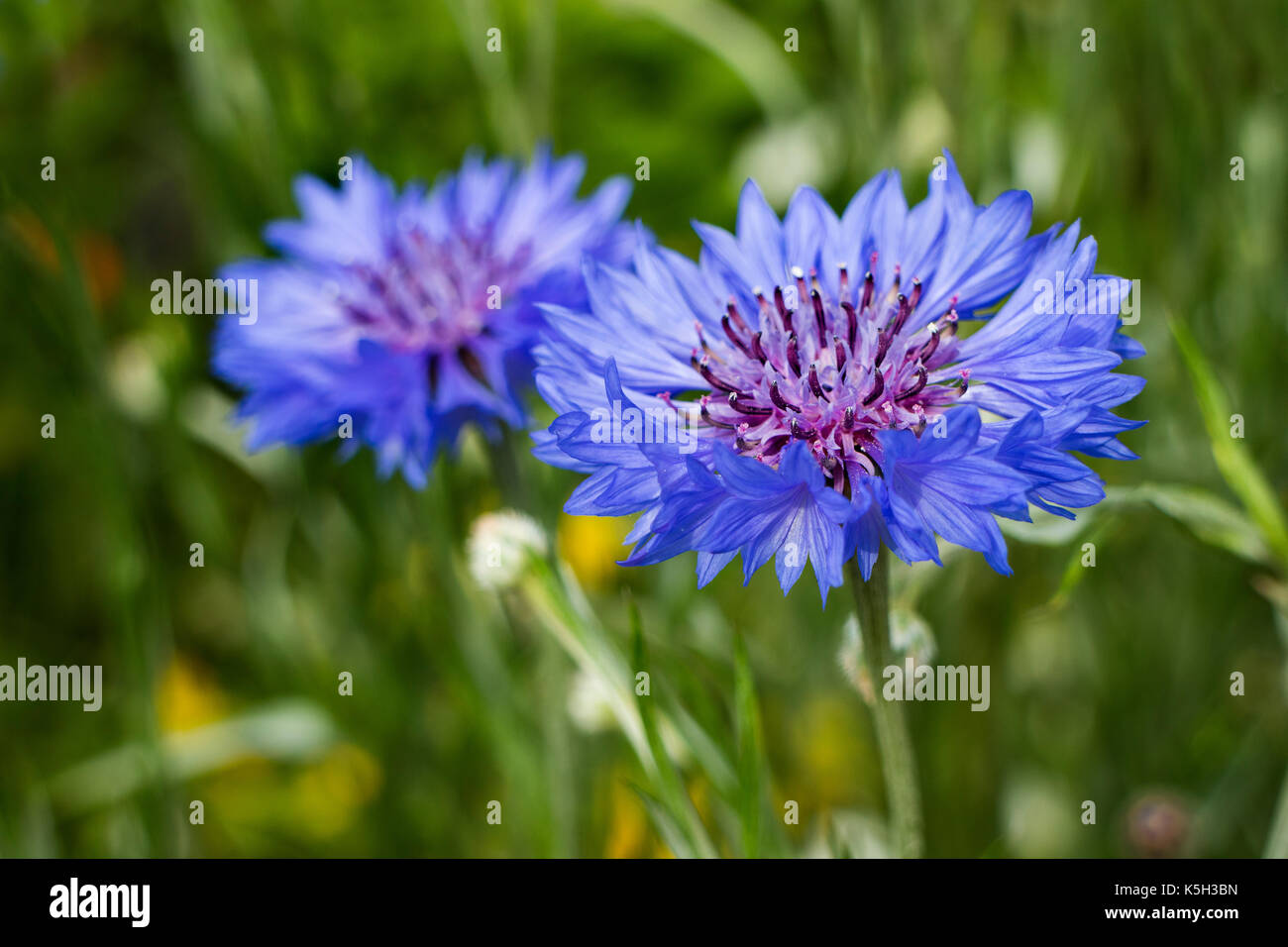 Freschi colori blu fiordaliso close up Foto Stock