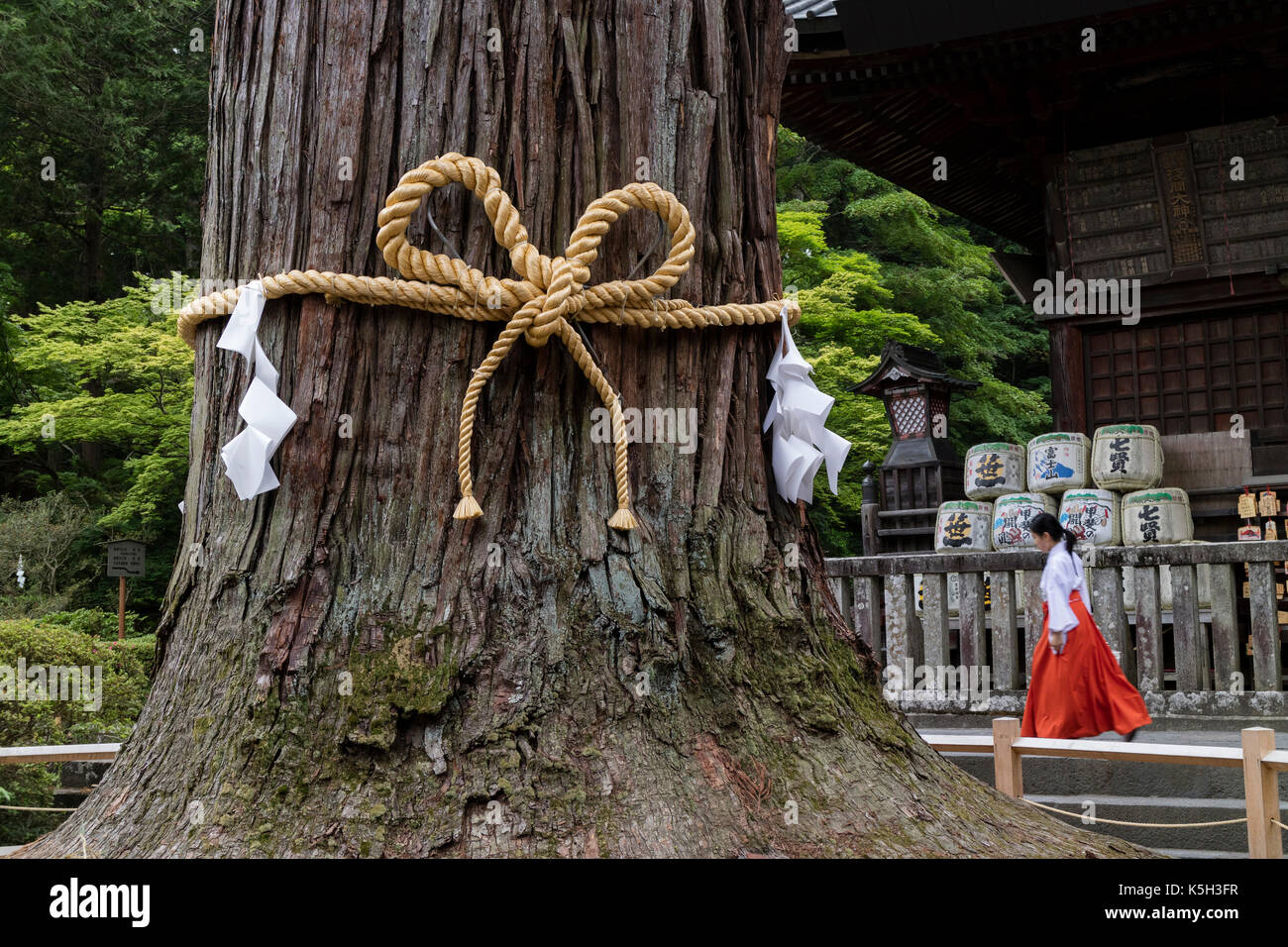 Fujiyoshida city, Giappone - 13 giugno 2017: l'albero sacro, goshinboku, a fujiyoshida sengen santuario in fujiyoshida city mentre una miko è passando da Foto Stock