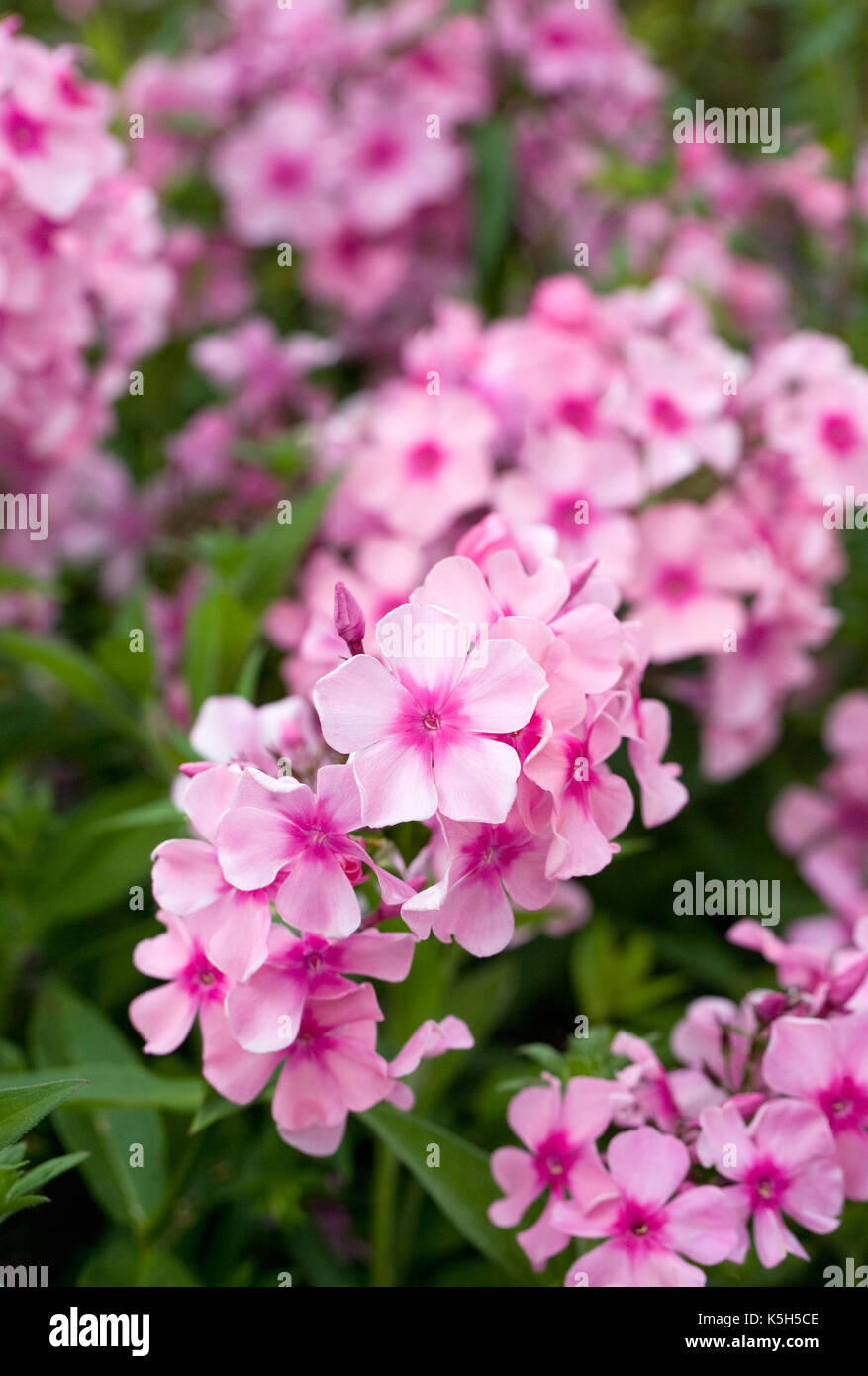 Phlox paniculata fiori. Foto Stock