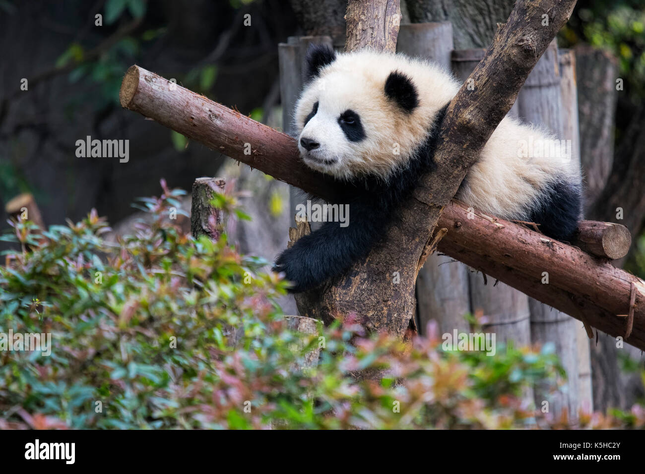 Baby panda gigante in appoggio in una struttura ad albero chengdu research base del panda gigante allevamento, Chengdu Cina Foto Stock