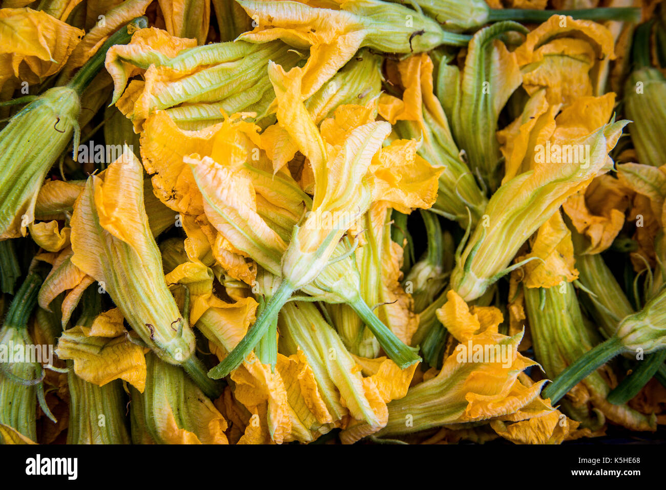 Aprire giallo fiore di zucchine background elevato angolo view full frame Foto Stock