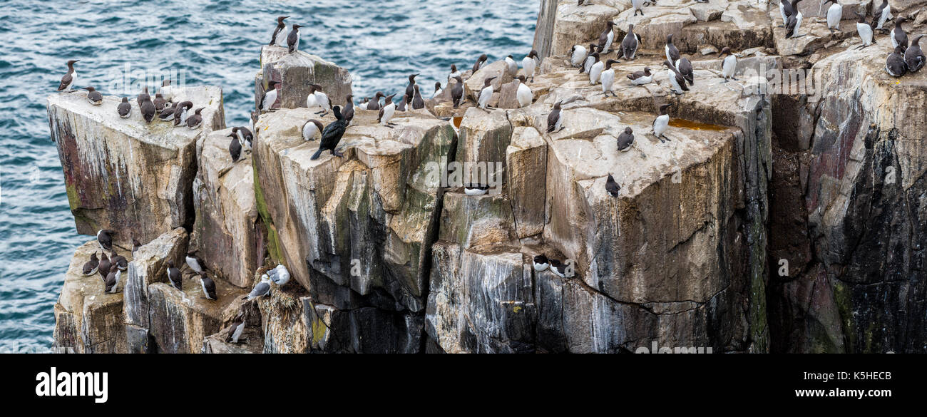 Sulle isole di farne un British riserva naturale, famoso per il birdwatching Foto Stock