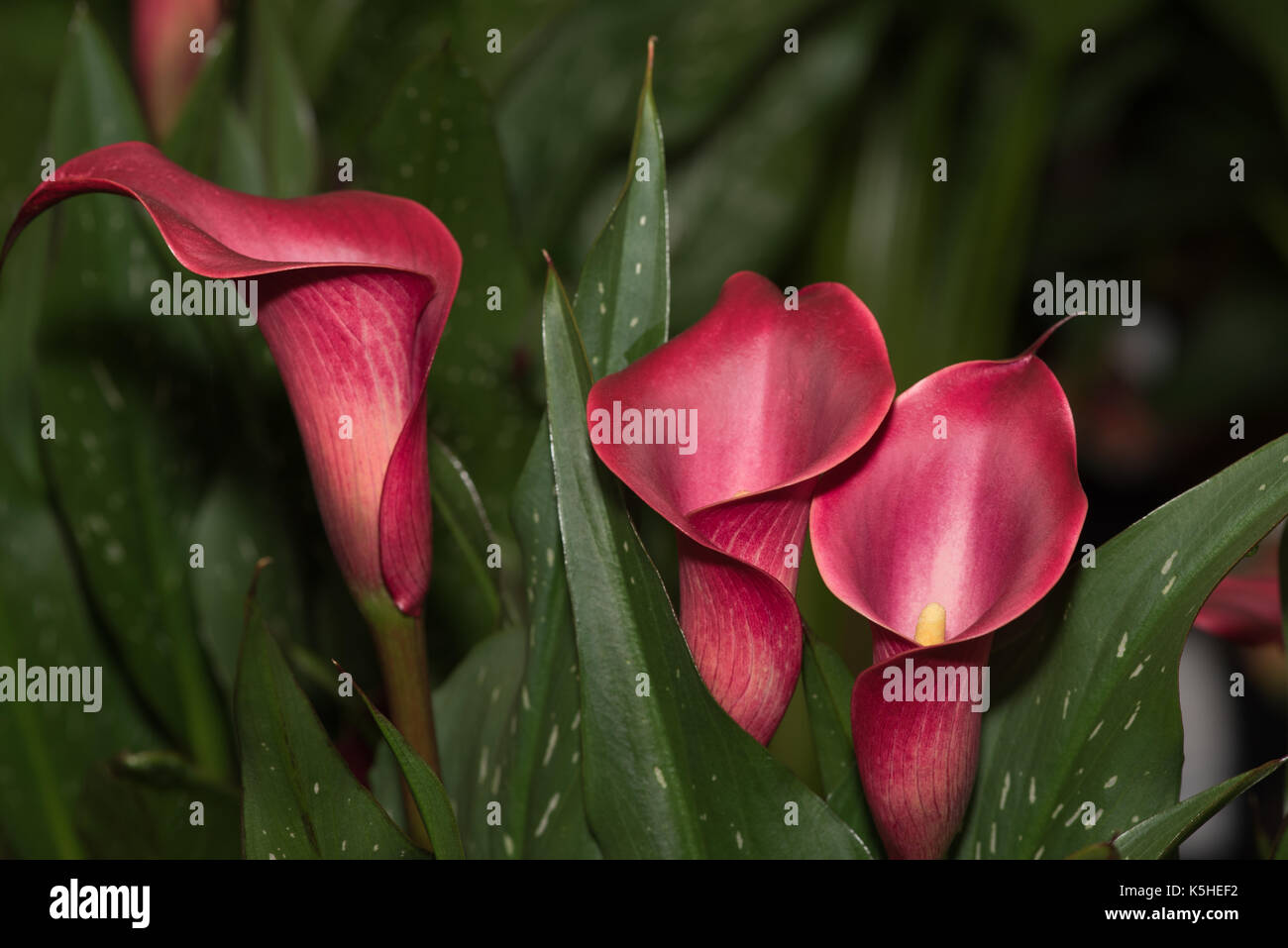 Chiudere fino a tre perfetto fiori zantedeschia, varietà red fascino, a flower show in Inghilterra. con foglie di colore verde scuro, spotted con bianco su un blac Foto Stock