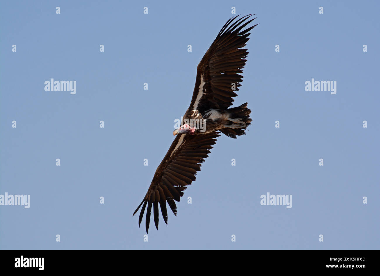 Falda di fronte-avvoltoio in volo. prese nel settore occidentale del Parco Nazionale di Etosha, Namibia Foto Stock