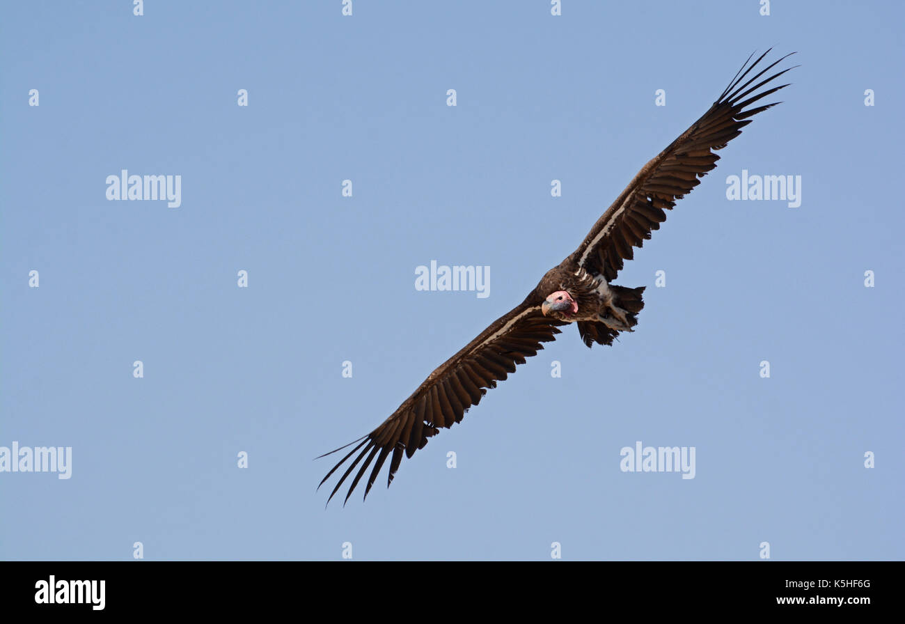 Falda di fronte-avvoltoio in volo. prese nel settore occidentale del Parco Nazionale di Etosha, Namibia Foto Stock