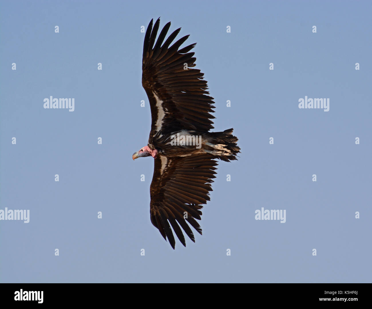 Falda di fronte-avvoltoio in volo. prese nel settore occidentale del Parco Nazionale di Etosha, Namibia Foto Stock