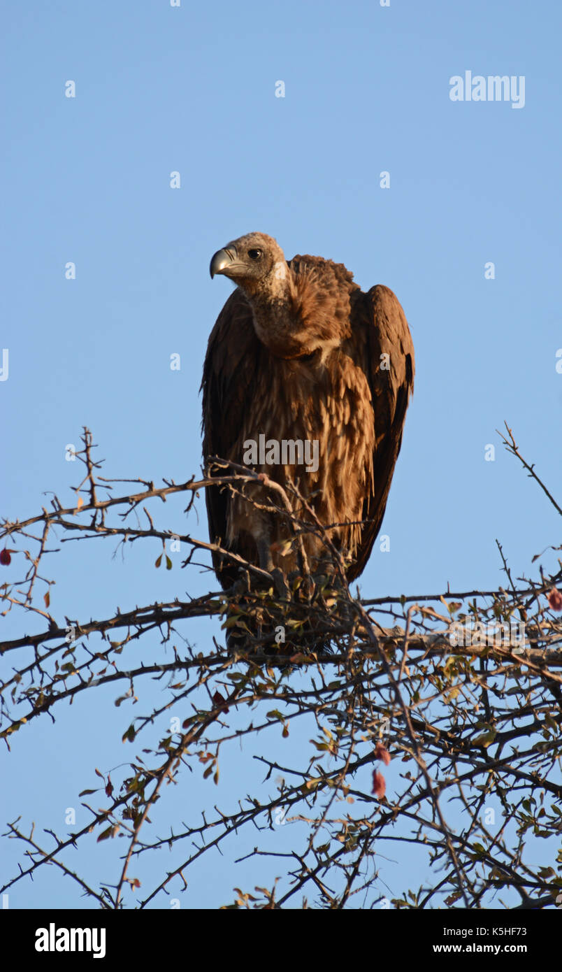 Un bianco-backed vulture si siede in un albero guardando un vicino a Lion uccidere nel parco nazionale di Etosha, Namibia Foto Stock