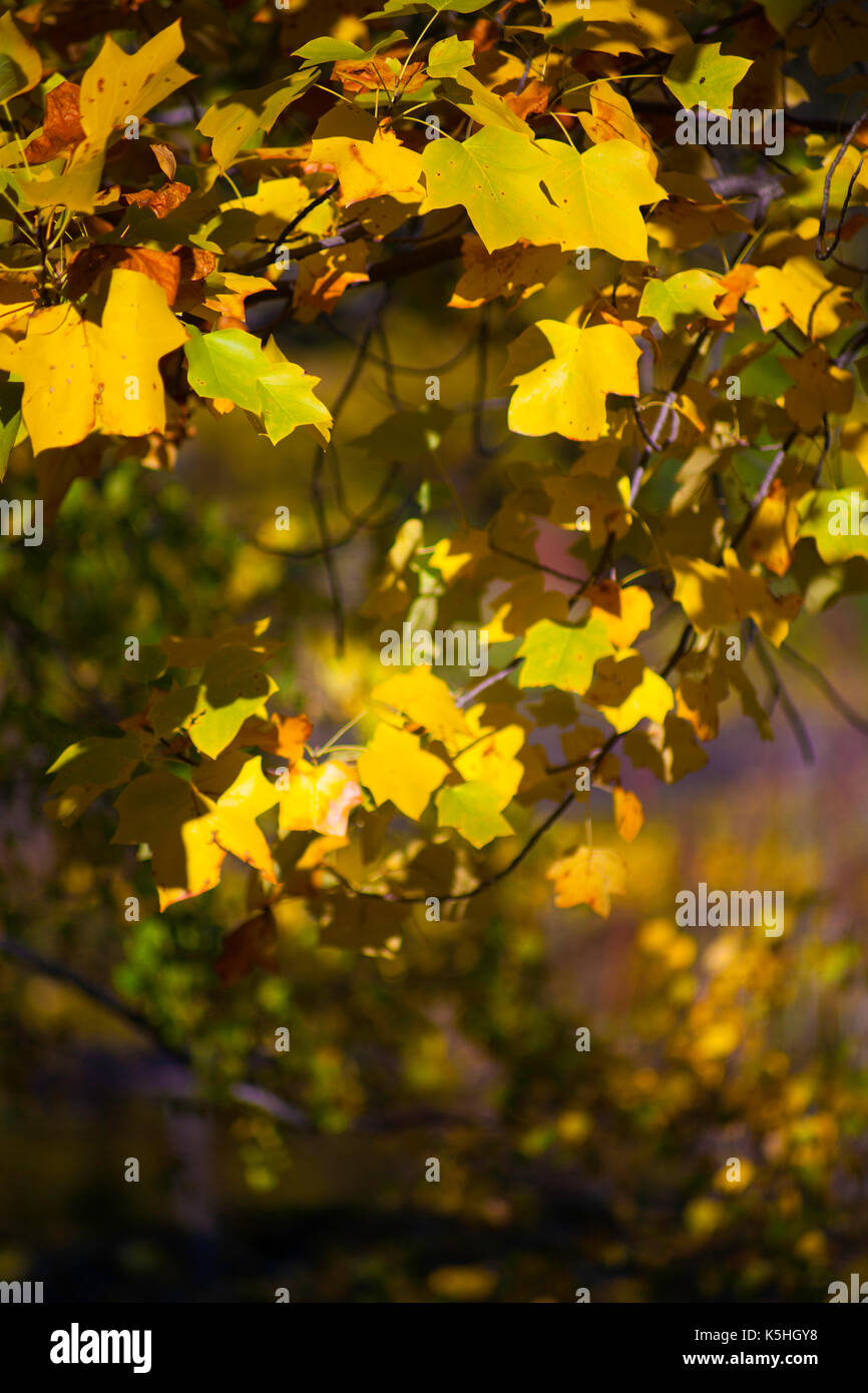 Golden Foglie di autunno Foto Stock