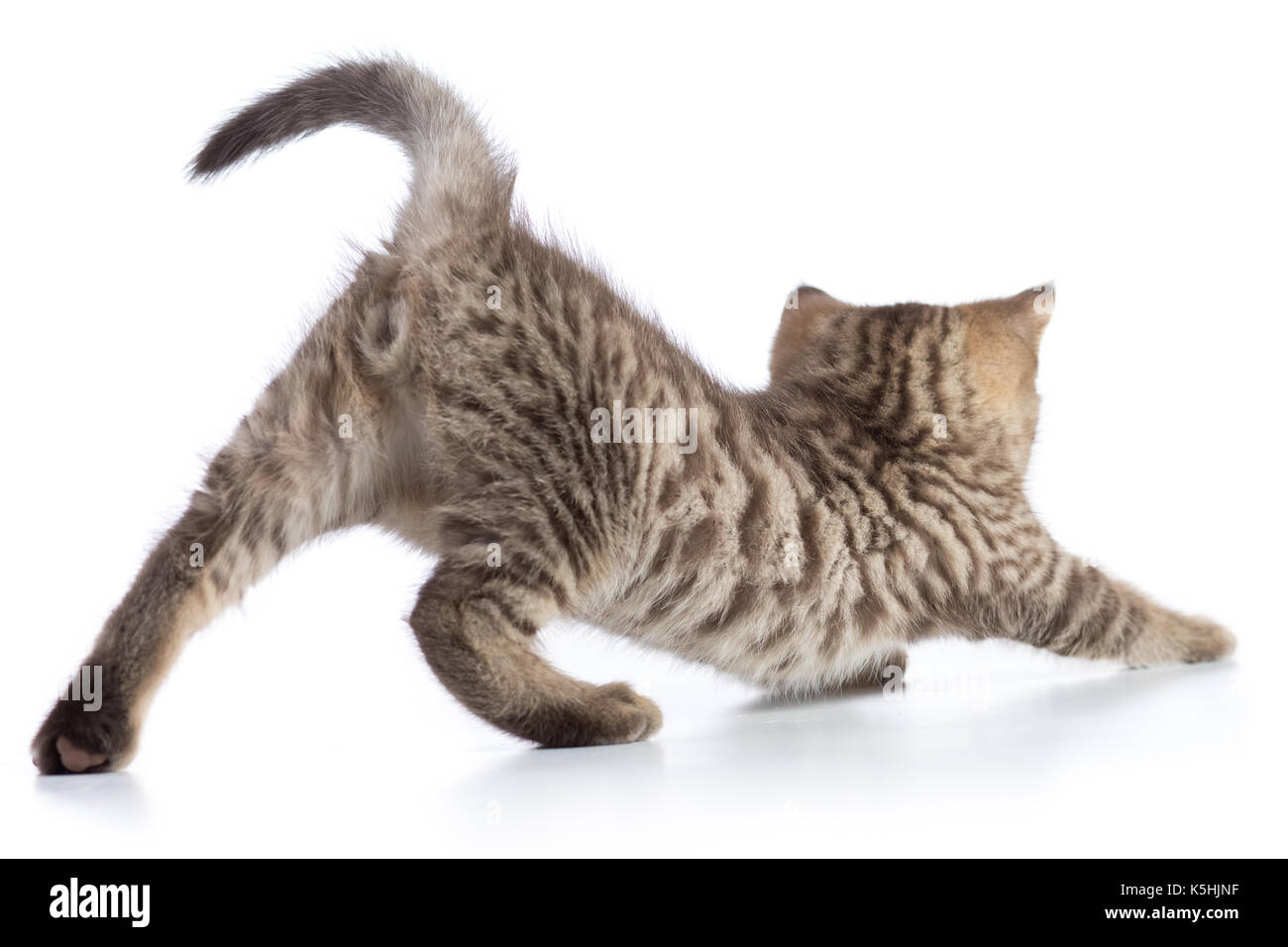 Cute cat tabby kitten stretching isolato su sfondo bianco Foto Stock