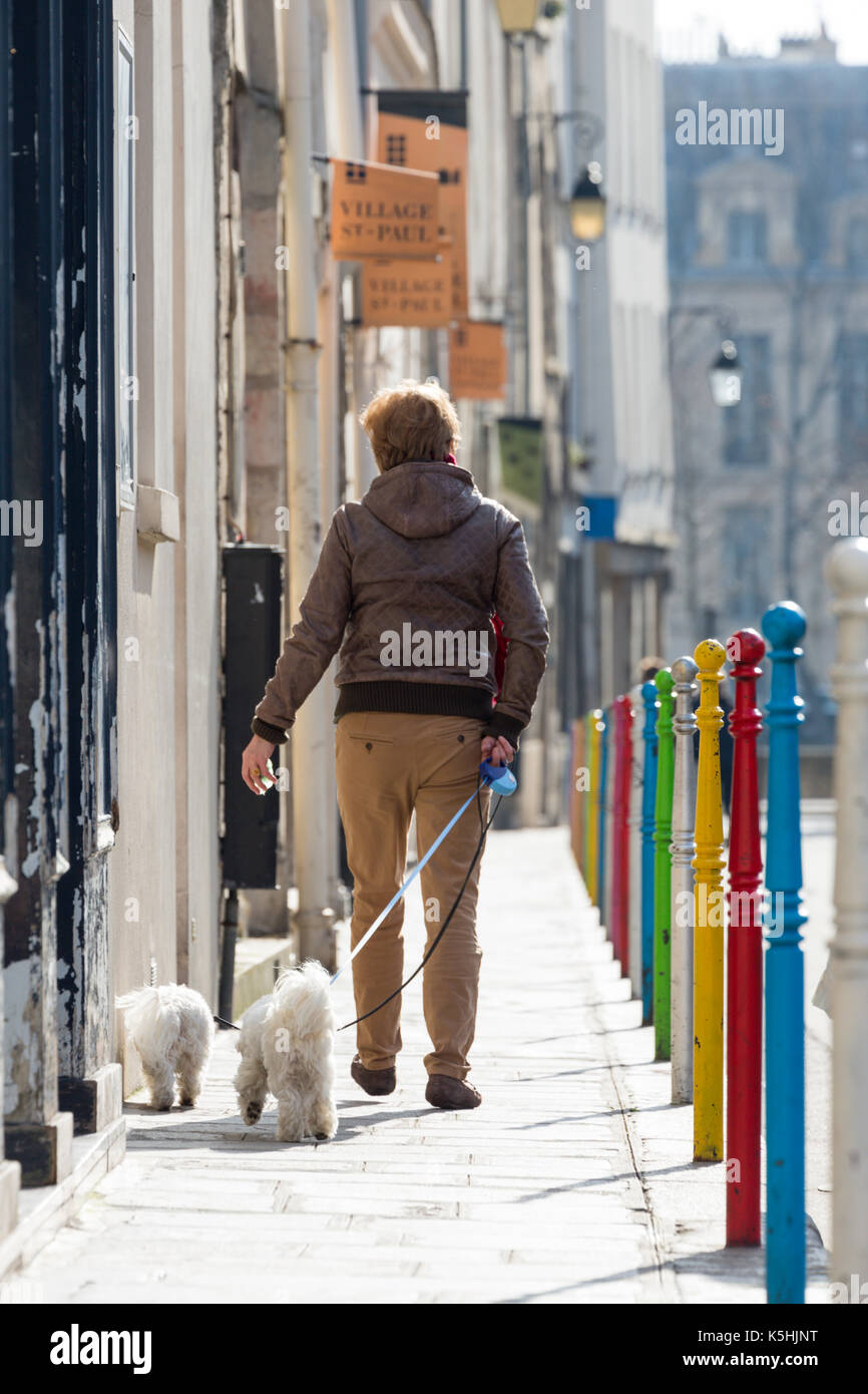 Donna camminando due cani bianchi passato colorato bitte in rue des jardins Saint-paul nel villaggio di Saint-paul a parigi, francia Foto Stock