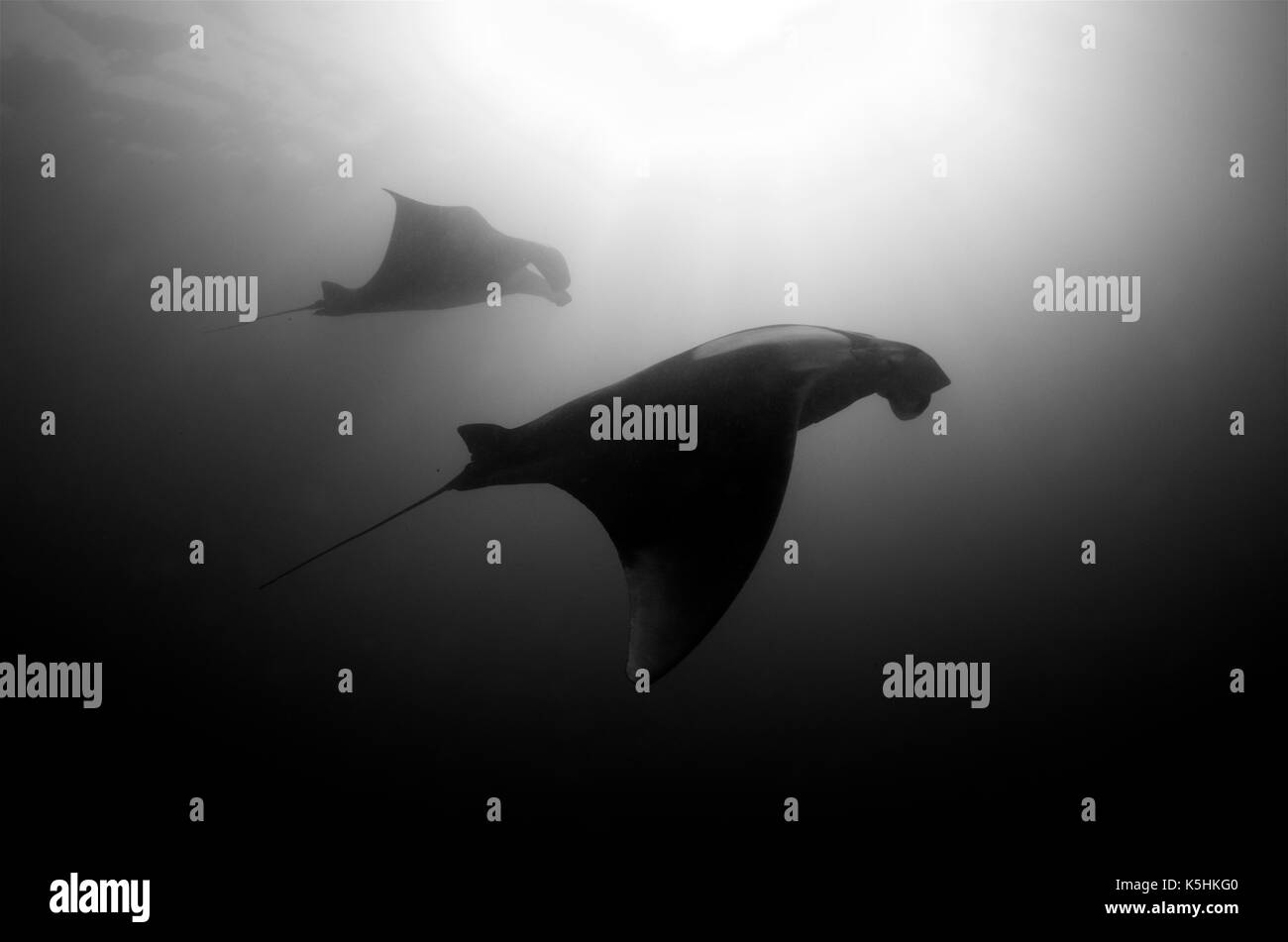 Manta Oceanica Gigante Immagini E Fotos Stock Alamy