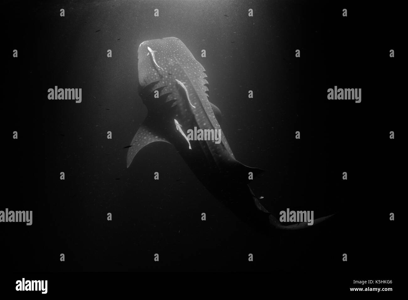 Squalo balena (Rhincodon typus) orizzontale corpo pieno vista di un 10 metri singolo filtro alimentazione di plancton di notte. Foto Stock