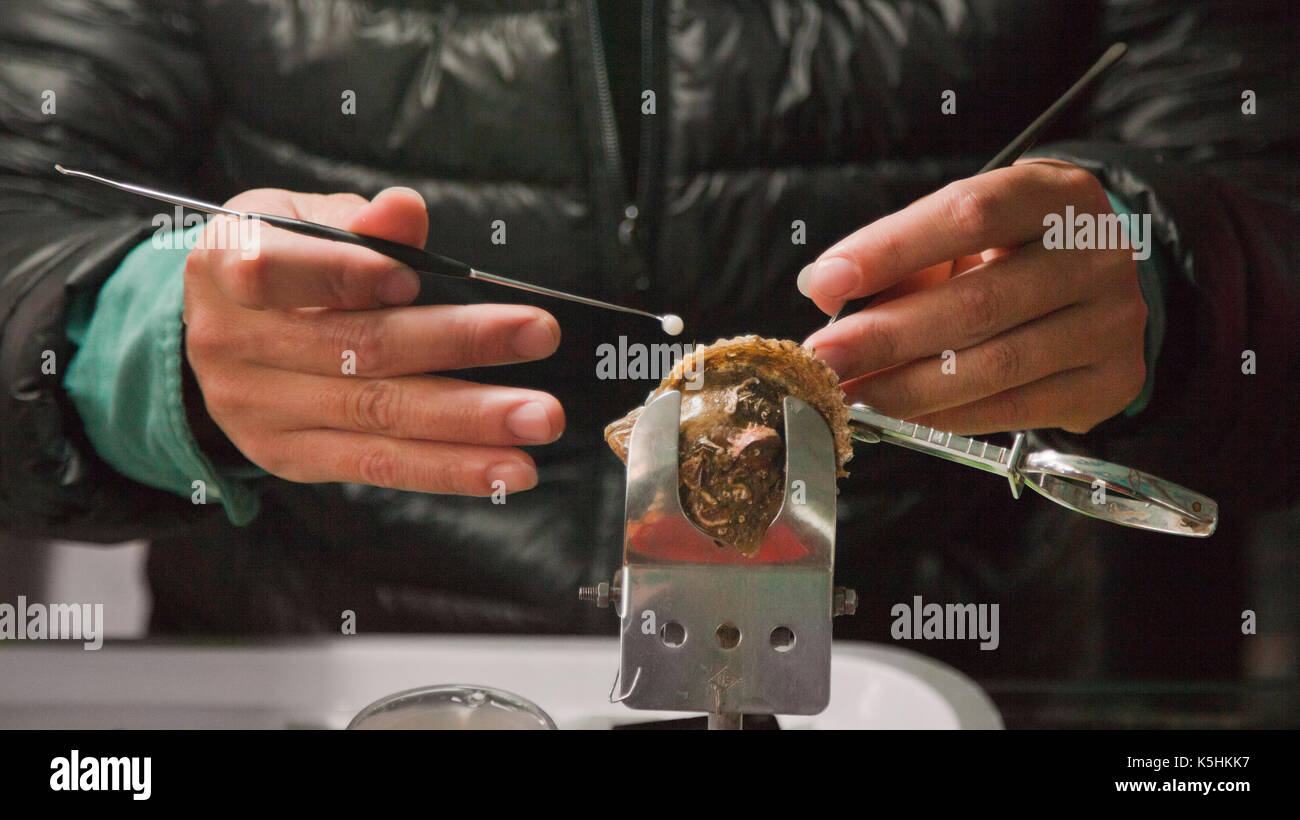 Perla coltivazione, un lavoratore "sementi" un ostrica aperta che sarà restituito all'acqua per un ulteriore crescita. Halong Bay, Vietnam. Foto Stock