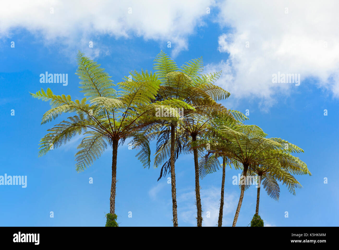 Felci arboree, Cameron Highlands, Malyasia, illuminata dal sole contro un cielo blu Foto Stock
