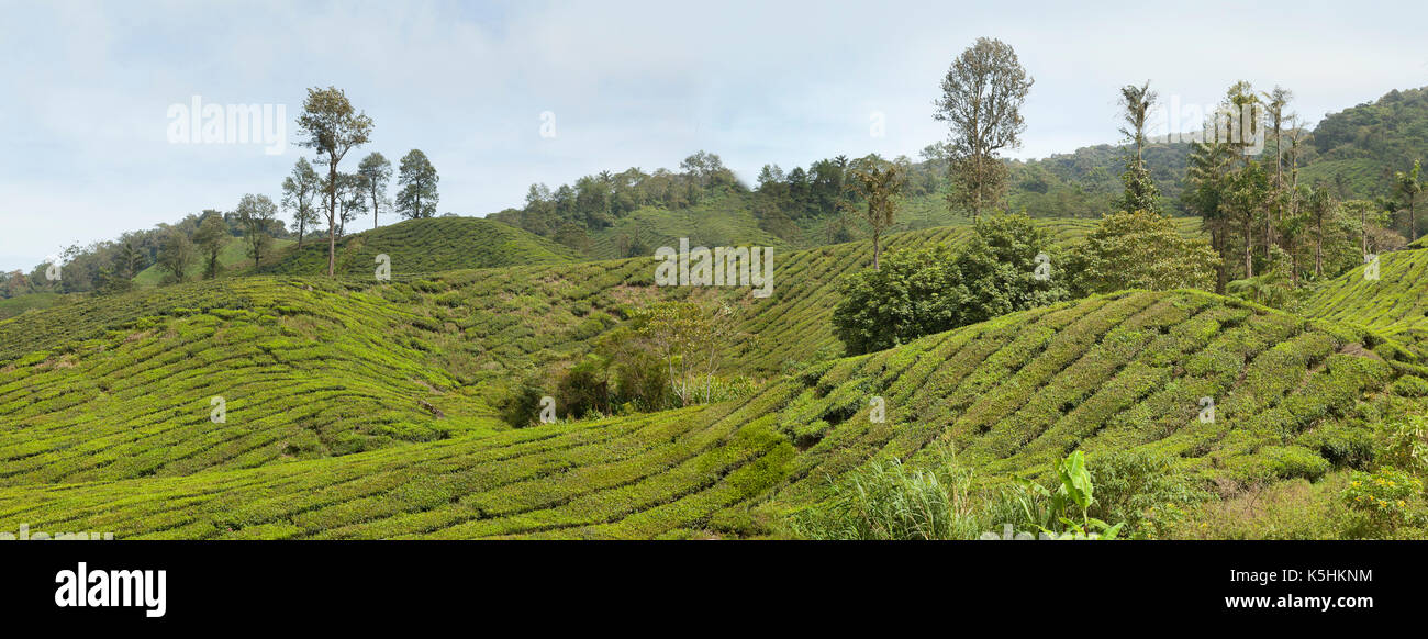 Cespugli di tè sul pendio di una collina, Camellia sinensis, Cameron Highlands, Malaysia Foto Stock