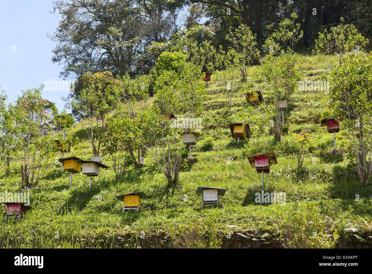 Alveari, Cameron Highlands, Malaysia Foto Stock