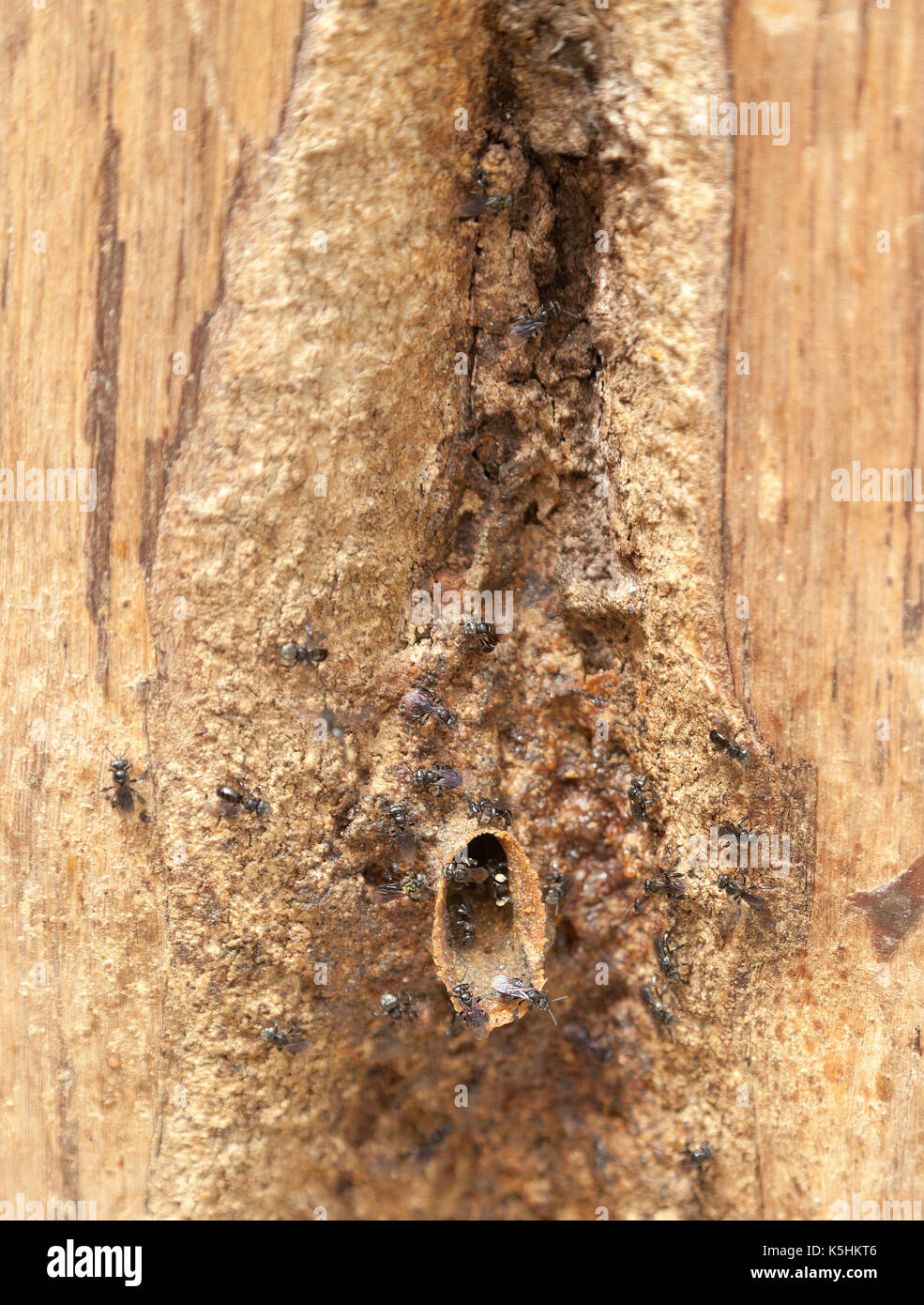 Il sudore api inserendo il loro nido in legno, Cameron Highlands, Malaysia. Foto Stock
