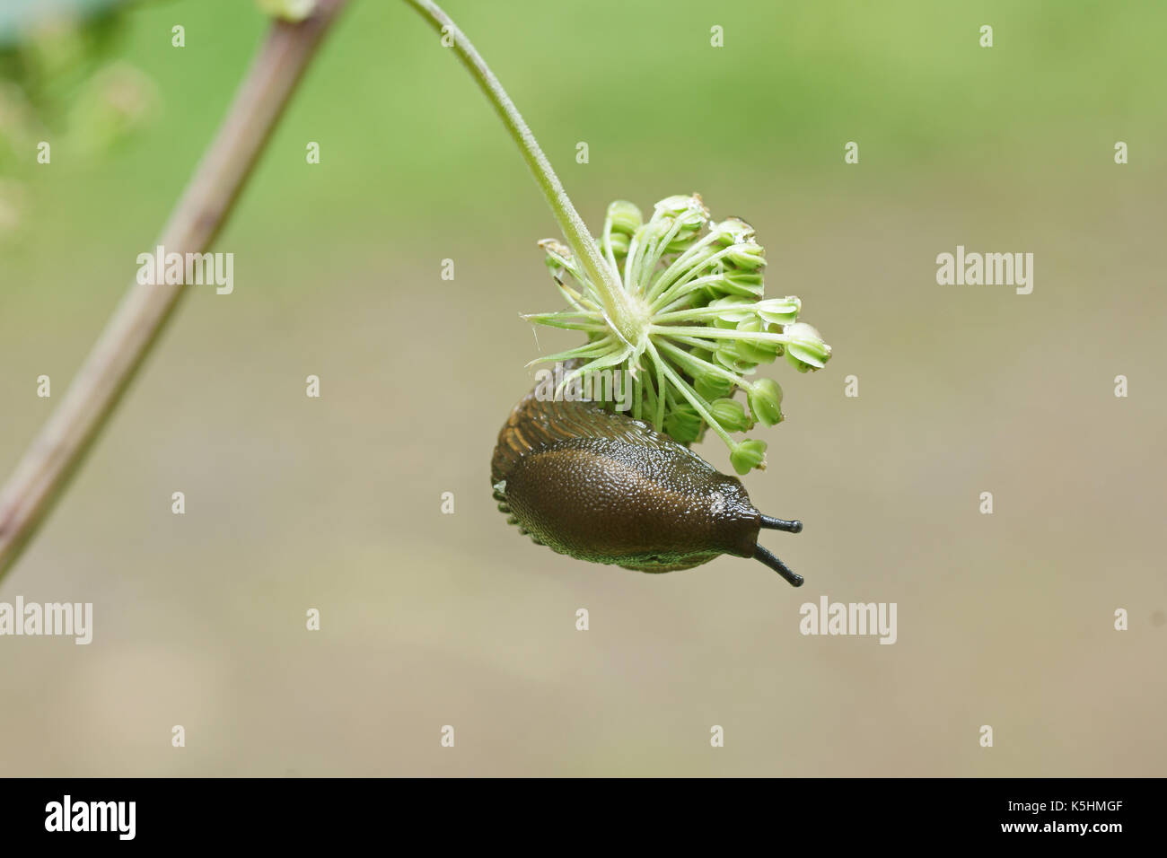 In giro Foto Stock