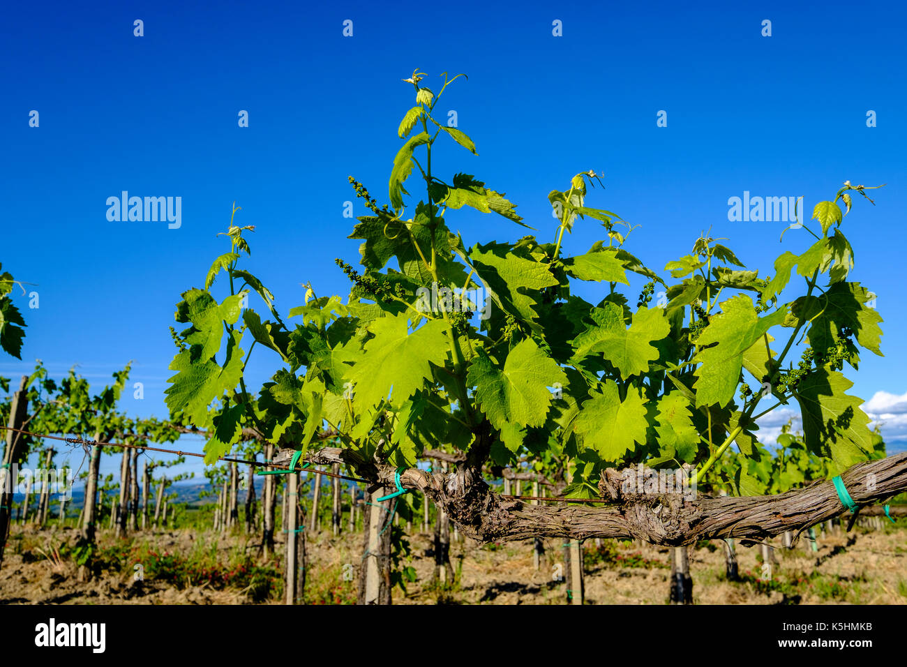 Tipica toscana con vigneto Chianti di piante di vite Foto Stock