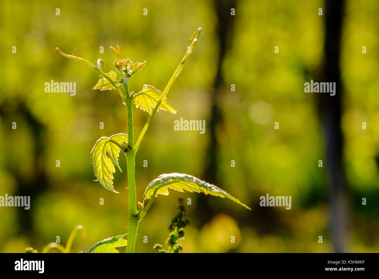 Tipica toscana con vigneto Chianti di piante di vite Foto Stock