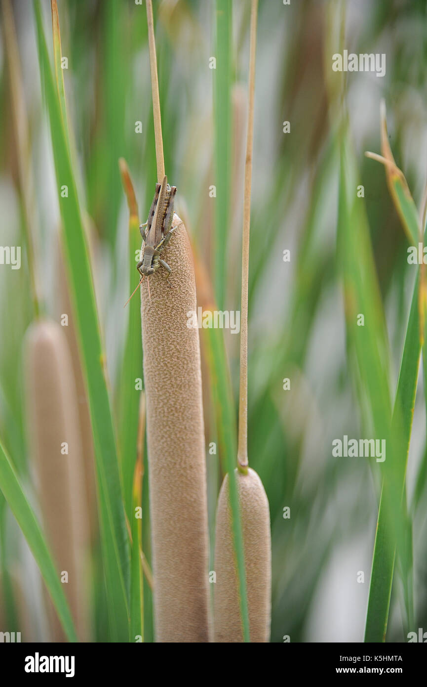 Grasshopper poggiante su una tifa Foto Stock