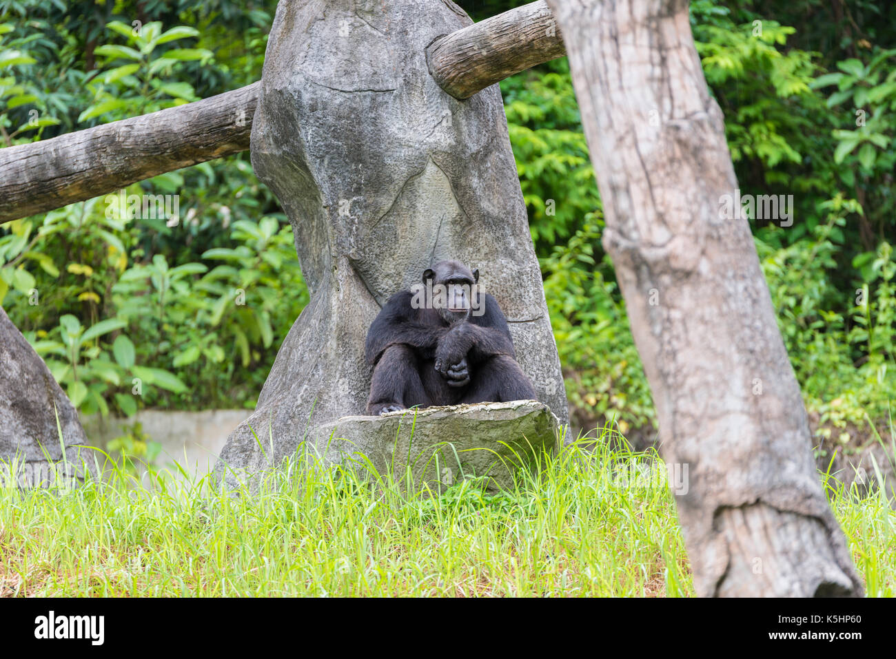 Monkey sedersi sulla roccia in zoo, scimmia con faccia di trivellazione Foto Stock