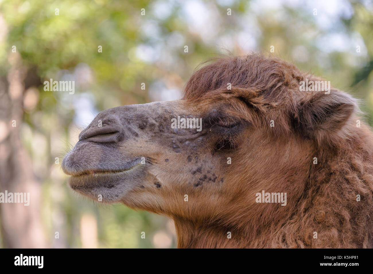 Camel in zoo, headshot Foto Stock