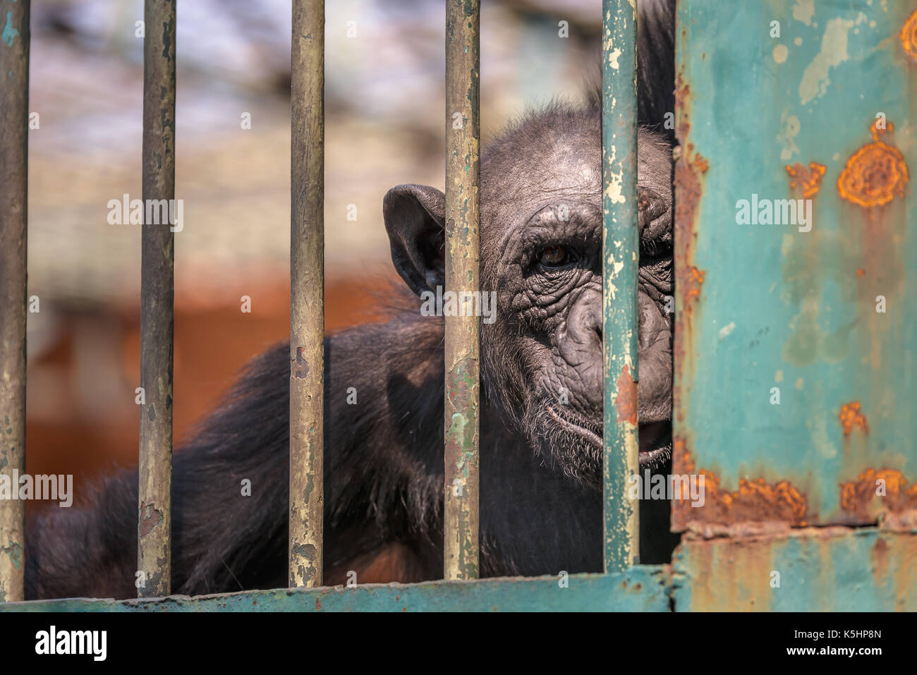 La scimmia guarda la fotocamera in zoo, fissando la scimmia guarda anche se la gabbia Foto Stock
