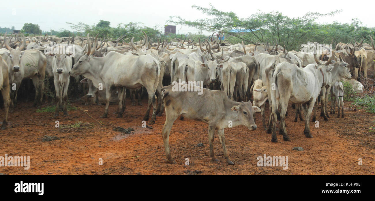 Vacche indiane, mucche desi, allevamento rurale, allevamento tradizionale, allevamento bovino, allevamento di mucche, razza desi, bestiame indiano, agricoltura, gestione del bestiame Foto Stock