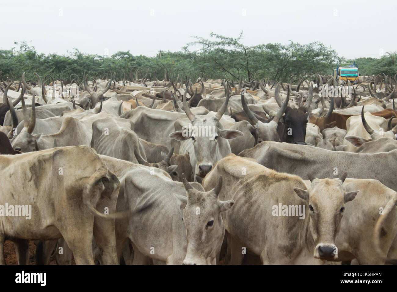 Vacche indiane, mucche desi, allevamento rurale, allevamento tradizionale, allevamento bovino, allevamento di mucche, razza desi, bestiame indiano, agricoltura, gestione del bestiame Foto Stock