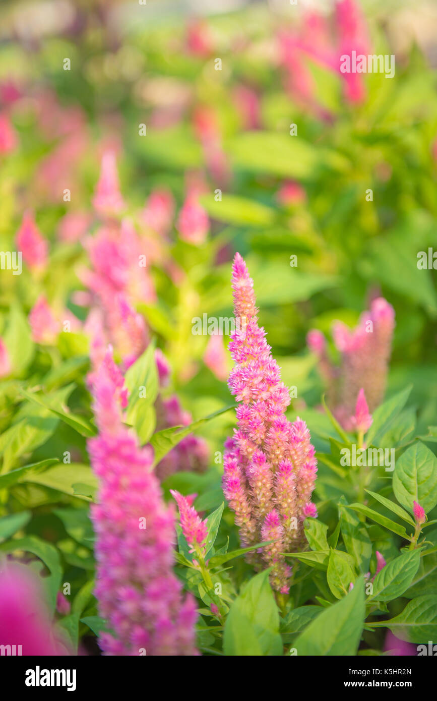 Fiore rosa con foglie verdi e la spia della tenuta in caldo Foto Stock