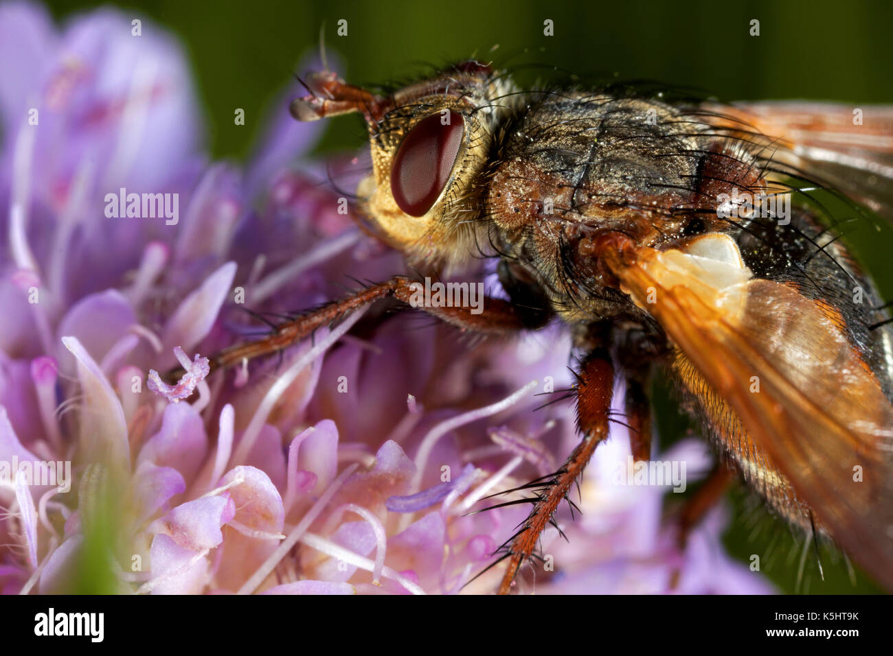 Volare è la alimentazione sul flowerđ Foto Stock