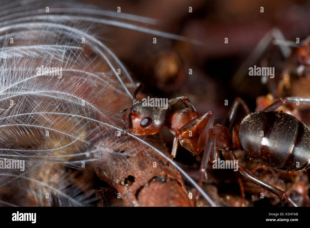 Close-up di legno rosso ant, formica rufa Foto Stock
