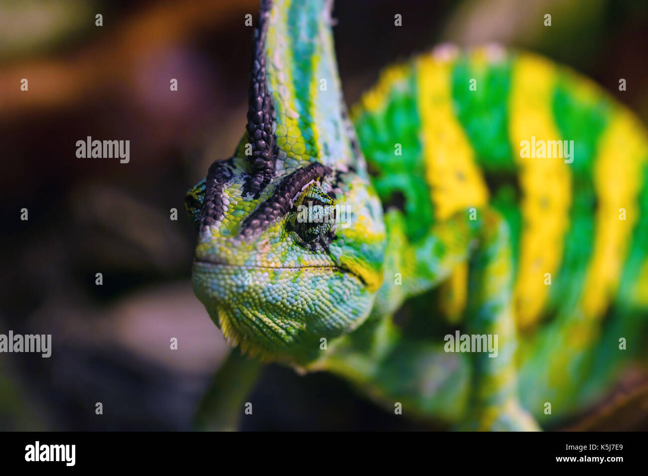 Close up velato o camaleonte chamaeleo calyptratus Foto Stock
