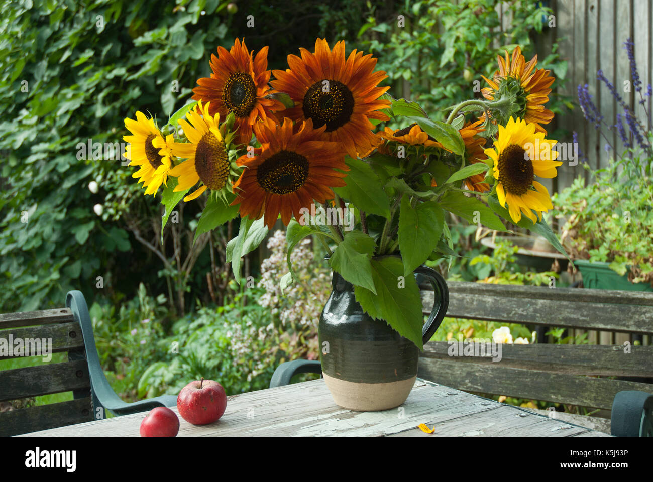 Un mazzetto di girasoli, giallo, arancione, rosso, marrone in una caraffa rustico posto su un tavolo da giardino. Foto Stock