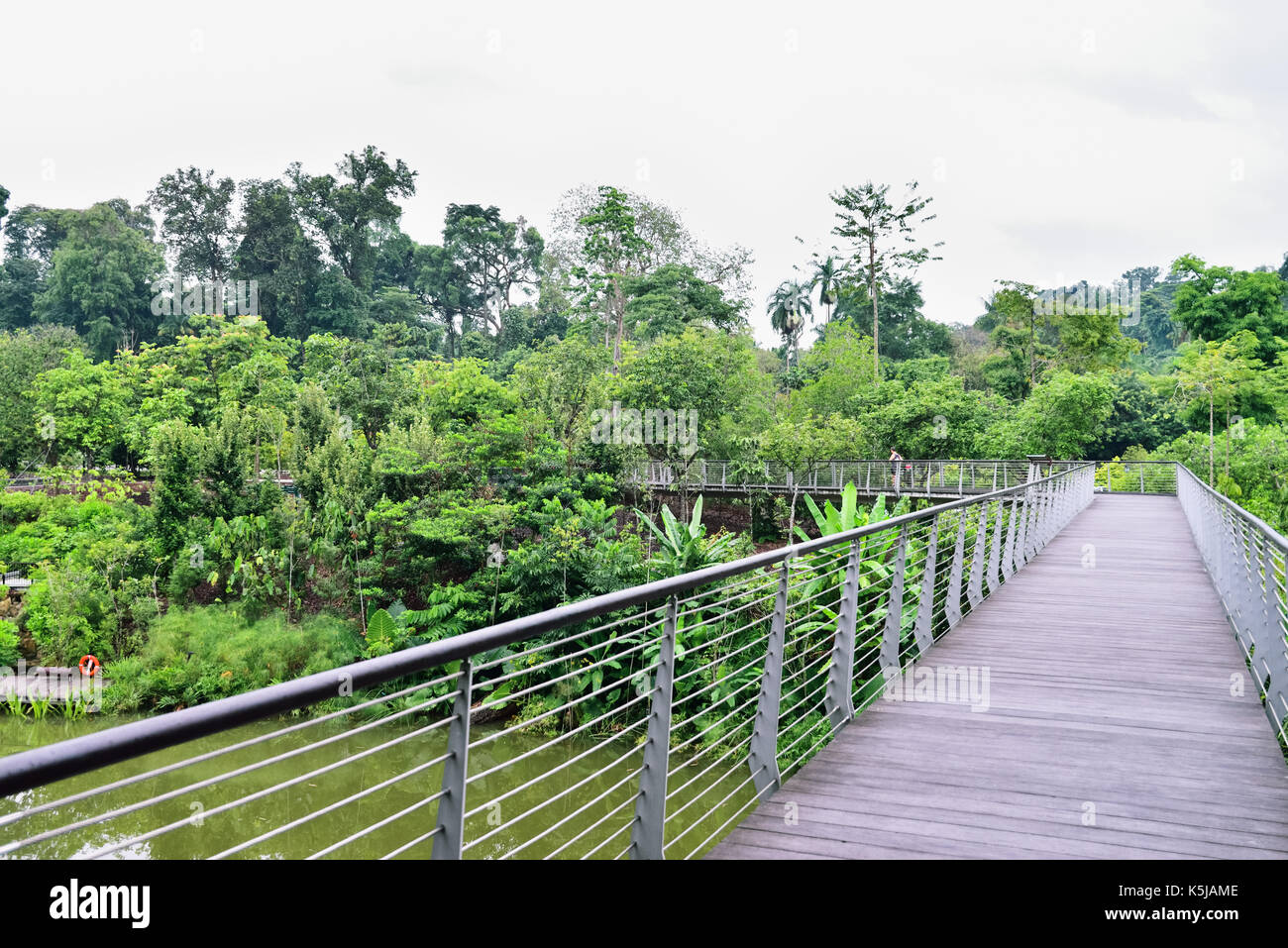 Al mattino, un uomo fa avanzare sul ponte e il passaggio al di sopra della sezione di zone umide del Singapore Botanic Gardens. verde e alberi tropicali abbondano. Foto Stock