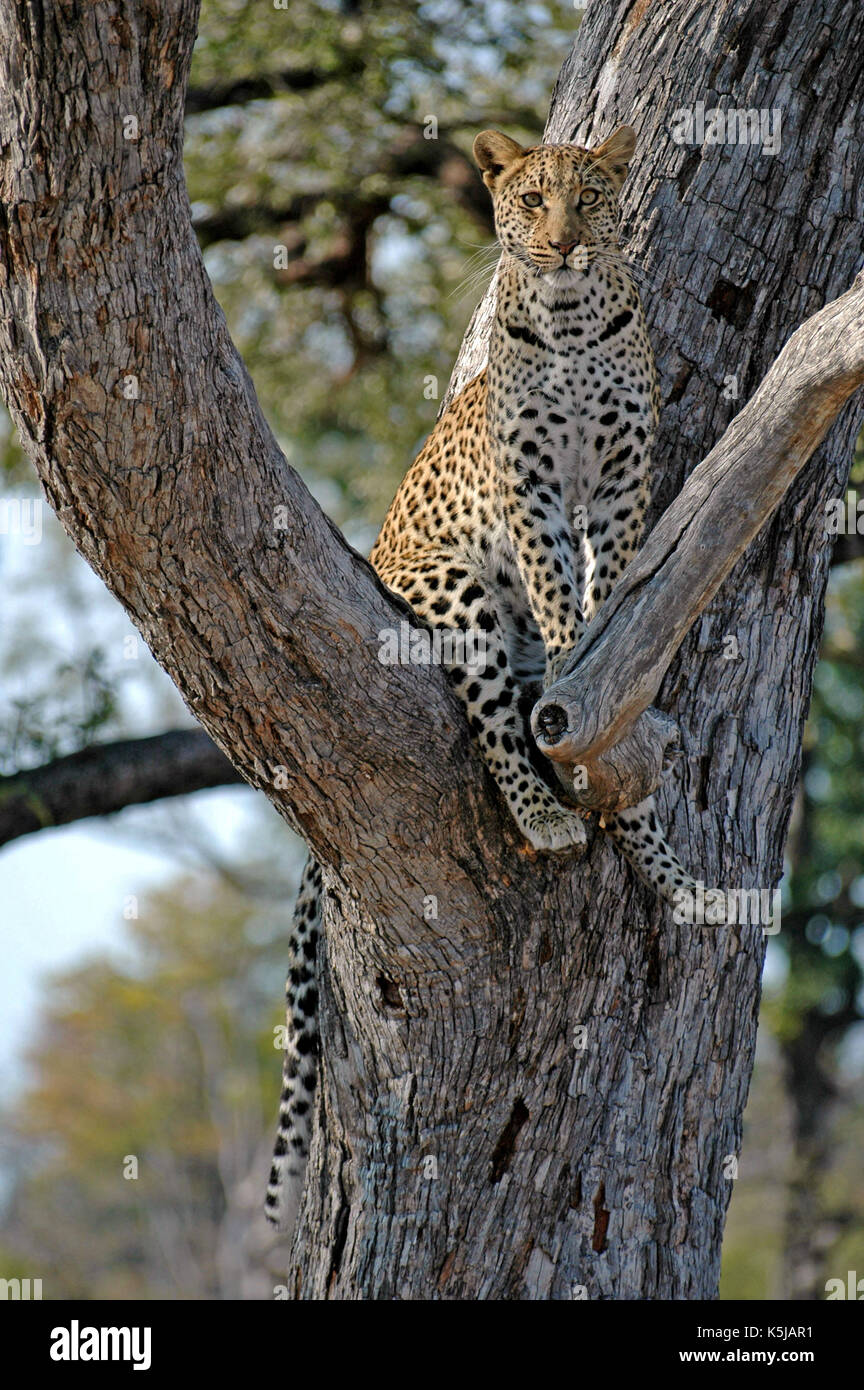 Ritratto di leopard. prese a chitabe camp, in Okavango Delta, Botswana Foto Stock