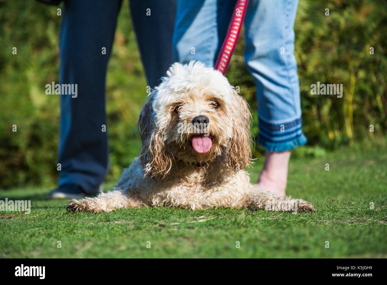 Un cane Cavachon, su una derivazione, piedini divaricati, ansimando dopo l'esecuzione intorno in un giorno caldo e soleggiato. Shropshire, Regno Unito. Foto Stock